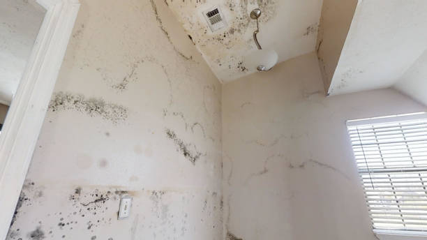 Best Air Quality Testing for Mold Spores  in Fort Sumner, NM