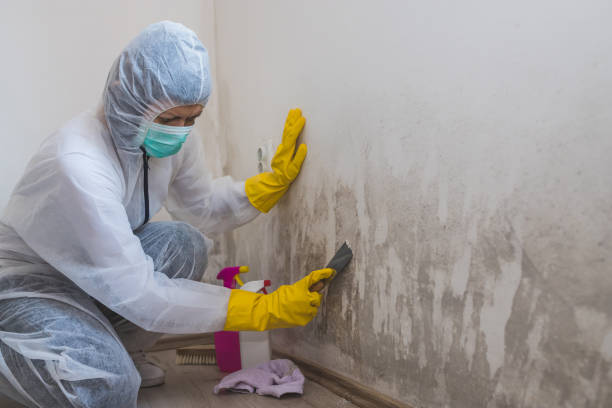 Best Water Damage & Mold Remediation  in Fort Sumner, NM