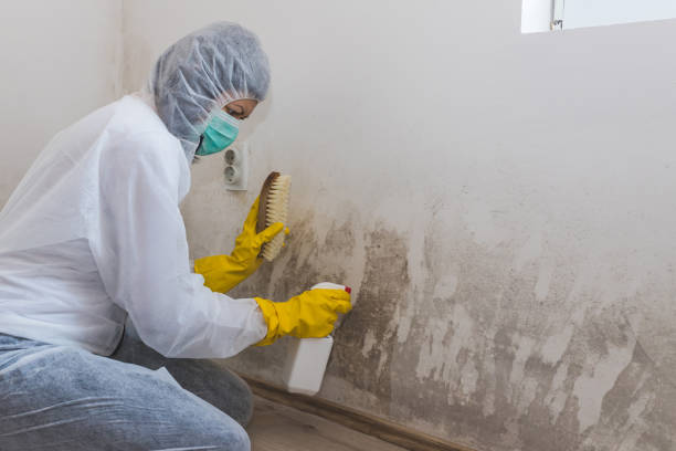 Best Basement Mold Removal  in Fort Sumner, NM
