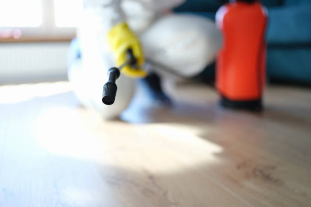 Best Black Mold Removal  in Fort Sumner, NM