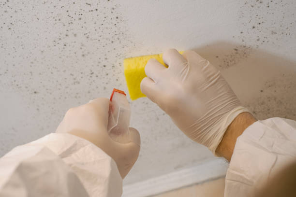 Best Mold Odor Removal Services  in Fort Sumner, NM