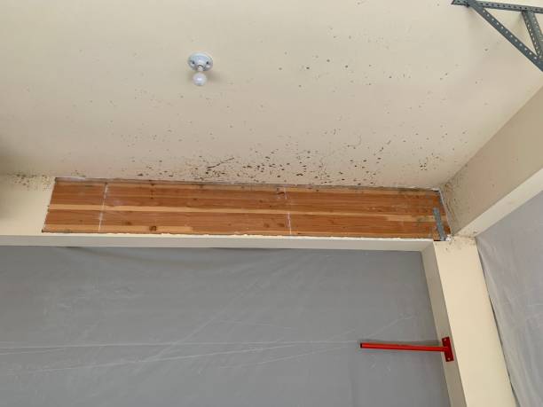  Fort Sumner, NM Mold Removal Pros