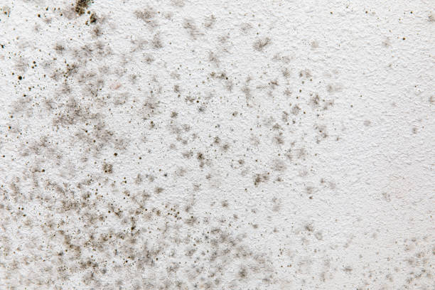 Best Forensic Mold Investigation  in Fort Sumner, NM