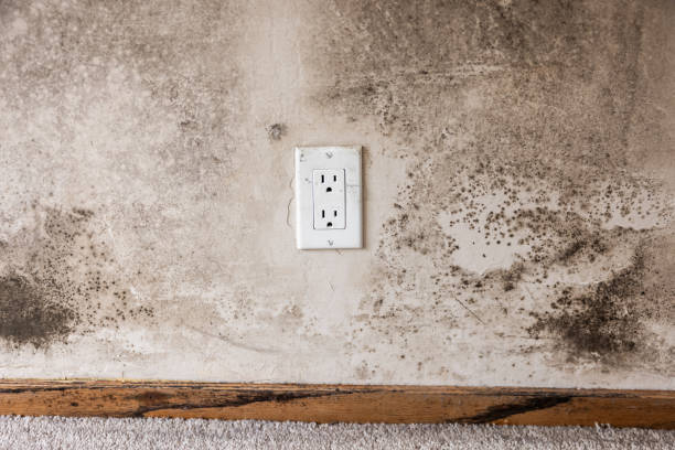 Best Emergency Mold Remediation  in Fort Sumner, NM