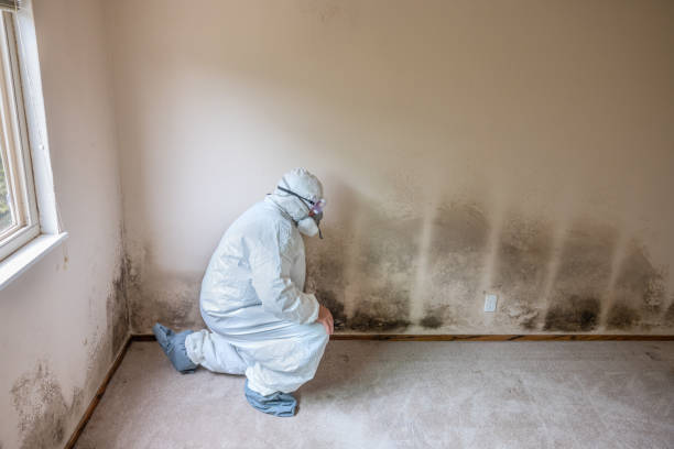 Professional Mold Removal in Fort Sumner, NM