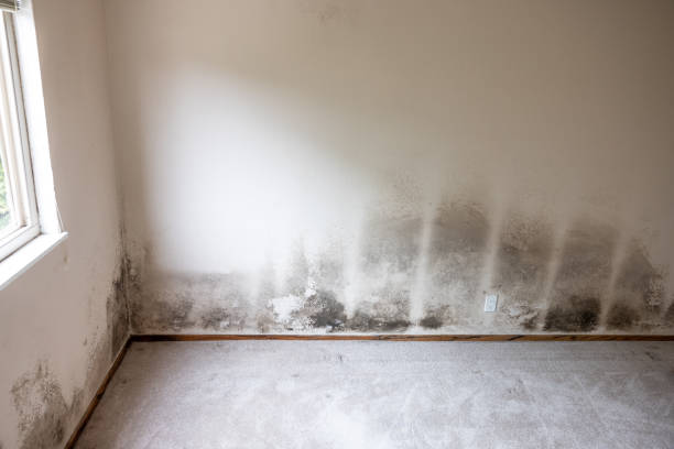 Best Environmental Consulting for Mold Prevention  in Fort Sumner, NM