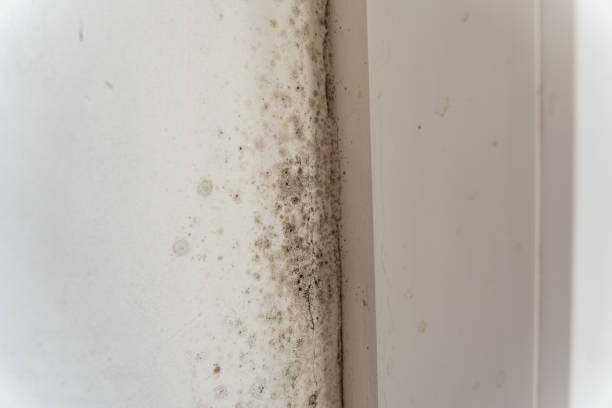 Best Comprehensive Air Testing for Mold Contaminants  in Fort Sumner, NM